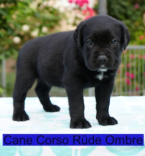 Top Cane Corso Welpen mit Papiere Deutsche Zucht seit 1991 !!