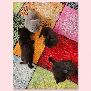Exzellente Edelmix Kitten Bombay Bkh Baby Kätzchen wunderschön und total kinderlieb 