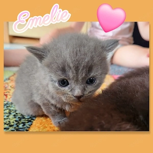 Wunderschöne edelmix Kitten Bombay Bkh super verschmust und kinderlieb 