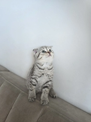 Baby Kitten BKH