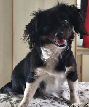 Mini Pekinese Hündin 2j 3kg 10.7 Ausreise nach Adoption 