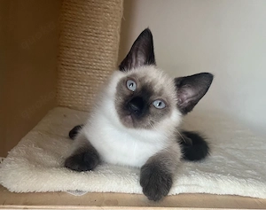 Birma-Bkh Kitten