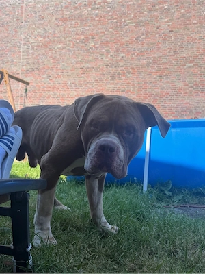 american Xl bully