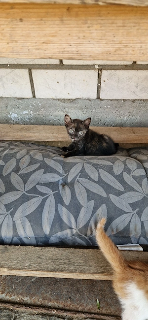 Junge liebevolle Katze sucht neues Zuhause 