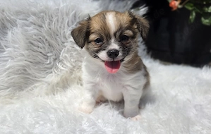 Chihuahua-Welpen in liebevolle Hände abzugeben