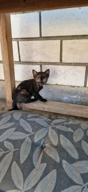 Junge Katzen abzugeben 