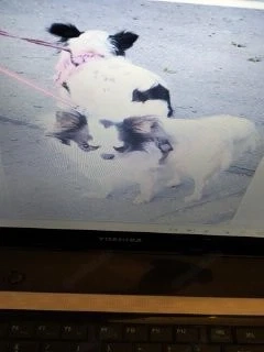 Chihuahua-Hündinnen Langhaar Hanni und Nanni