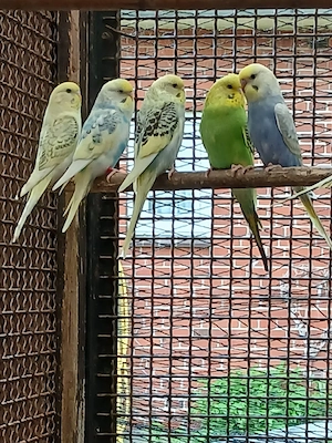nestjunge Wellensittiche 
