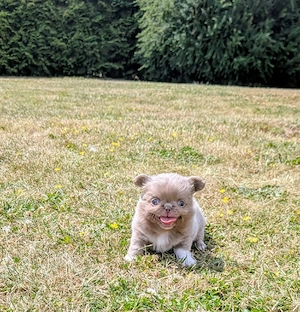  Chihuahua Welpen 