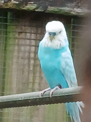 nestjunge Wellensittiche 