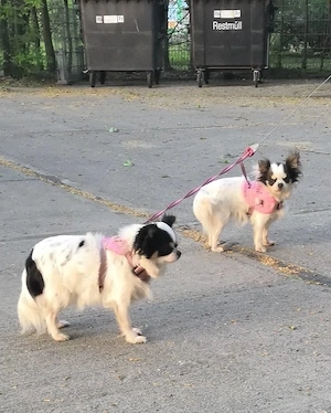 Chihuahua-Hündinnen Langhaar Hanni und Nanni