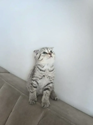 Baby Kitten BKH