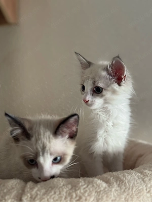 3 zauberhafte Ragdoll-Kitten suchen ihr Zuhause