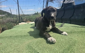 Applaus, Applaus! Kermit sucht seine große Bühne
