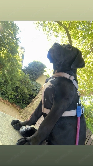 Cane Corso Weibchen (6monate)