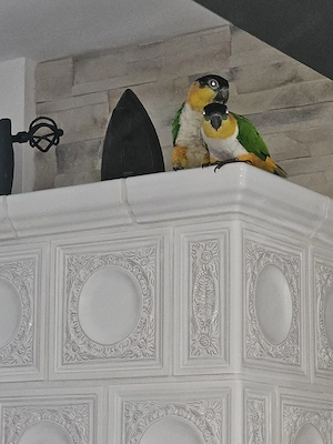 Grünzügelpapageien zu verkaufen  Bild 4