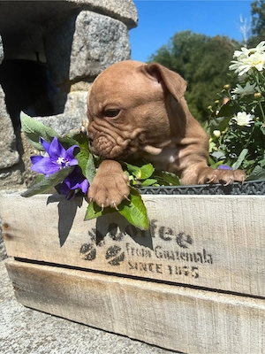 Old English Bulldog Baby in Schoko Oeb Welpe  