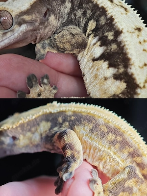 Tolle Kronengeckos (Correlophus ciliatus)   Nachzuchten von 2025 suchen ein neues Zuhause