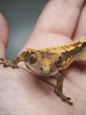 Kronengecko (Correlophus ciliatus)  