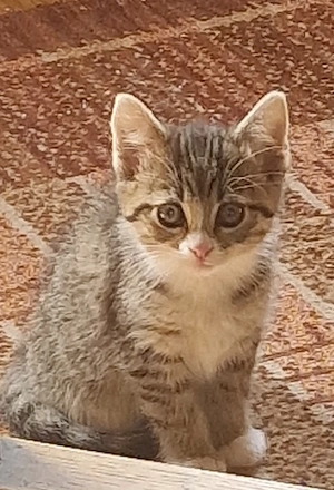 PLATZ VOR PREIS abgabebereit Katzenbabys Kitten Kater Katze