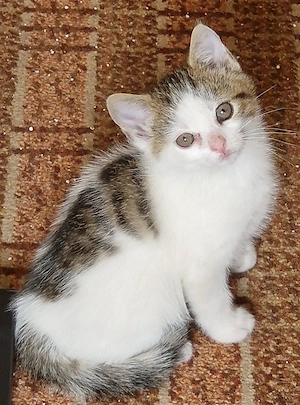 PLATZ VOR PREIS abgabebereit Katzenbaby Kitten Kater 