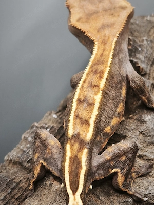 Tolle Kronengeckos (Correlophus ciliatus)   Nachzuchten von 2025 suchen ein neues Zuhause