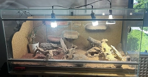 2 Zwergbartagamen mit vollausgestatteten Terrarium