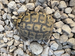 Griechische Landschildkröte (THB), adult, männlich