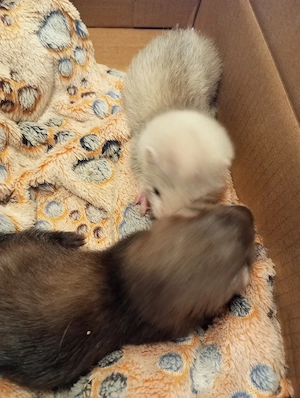 Frettchen Welpen 