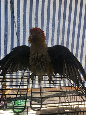 Rostkappenpapagei