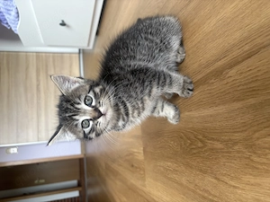 Kitten 7 Wochen alt (3 weibchen und 1 Kater)
