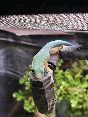 Phelsuma Cepediana Pärchen von 2025 