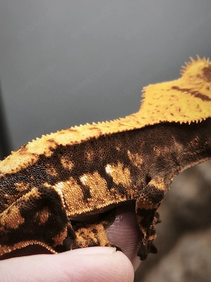 Kronengeckos (Correlophus ciliatus)  