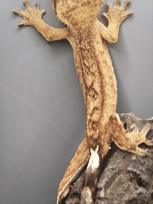  Kronengeckos (Correlophus ciliatus) 0.0.1
