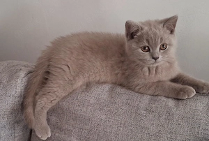 BKH Kitten suchen ein liebevolles Zuhause 
