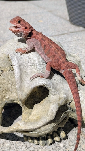1.0 Red Monster Leatherback Bartagame Pogona Vitticeps 