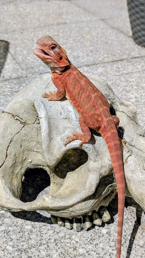 0.1 Translucent Coral Leatherback Bartagame Pogona Vitticeps NZ26