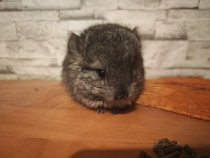 Chinchilla Angora Brüder zur Abgabe Preis auf Anfrage!