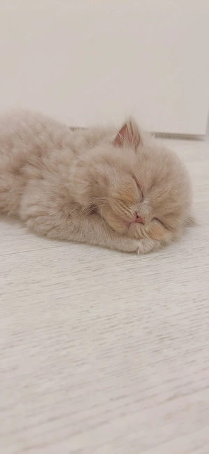 3 zauberhafte Kitten suchen ein liebevolles Zuhause