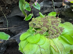 1.0 adulte Vietnamesische Moosfrosch-Männchen (Theloderma corticale)