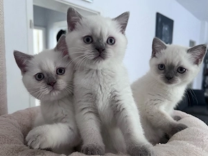 BKH blue point kitten suchen Zuhause