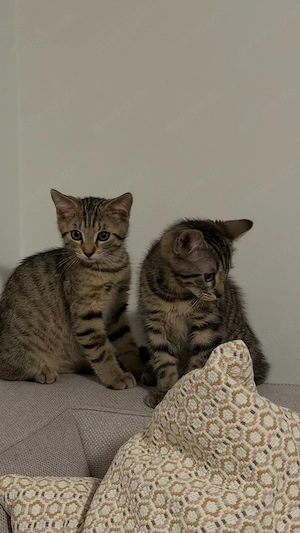     2 EKH Kitten (Kater & Katze) gemeinsam abzugeben