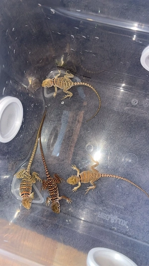 Nachzuchten von Crotaphytus collaris collaris (Halsbandleguan) 