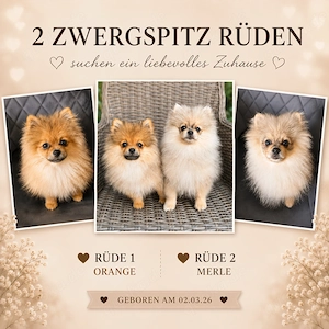 Zwergspitz Welpen (nur 2 Rüden!)  Spitz Merle Sable Beige 