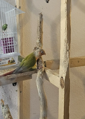 Rotschwanzsittich sucht neues Zuhause 