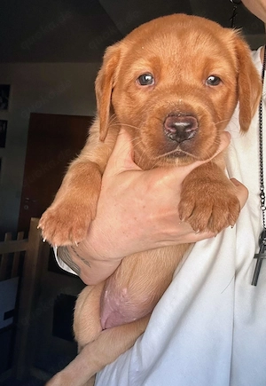 Reinrassige Labradorwelpen suchen liebevolles Zuhause 