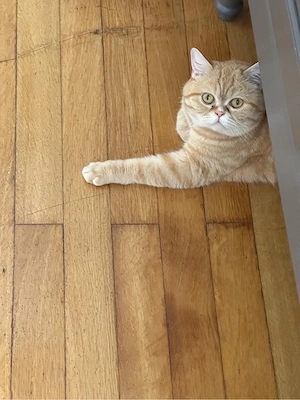 Katzen BKH