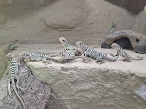 Nachzuchten von Halsbandleguan (Crotaphytus collaris collaris) abzugeben