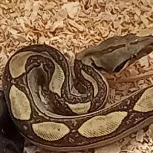 Boa constrictor Imperator  0.1 Labyrinth 100%Dh Blood Vpi 