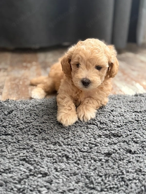 Toy Pudel, Hundewelpe, Apricot